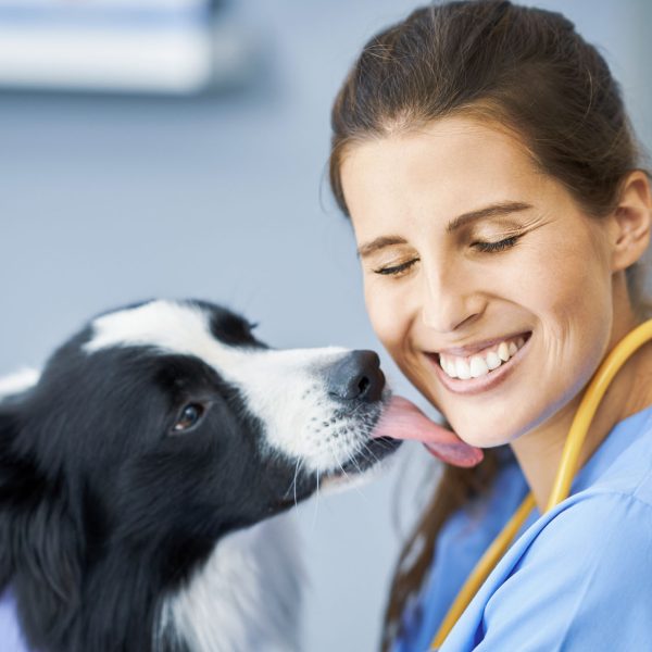 Picture of female vet examining a dog in clinic